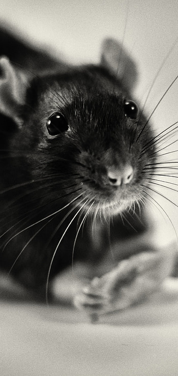 Rat species, Rodent family, Rat classification, Animal kingdom HD phone wallpaper