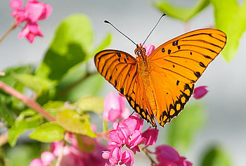 Orange wings, pink, leaves, butterfly, blooms, orange HD wallpaper