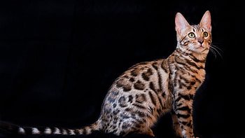 Bengal cat, Mysterious allure, Dark background, Striking coloration HD wallpaper