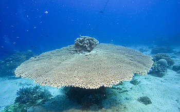 Beautiful-Benthos, sea, oceanlife, underwater, beautiful HD wallpaper