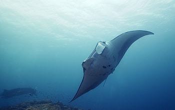 Giant manta ray, Sea Animals HD wallpaper
