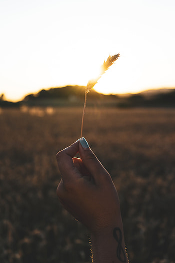 Sun, Bright, Hand, Miscellanea, Miscellaneous, Sunlight, Spikelet HD phone wallpaper