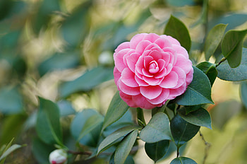 Camellia, rose, pink, flower HD wallpaper