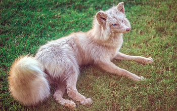Champagne Fox, Protected, Fox, Champangne, Pink, Beutiful HD wallpaper