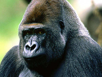 king kong, hairy, big, strong HD wallpaper