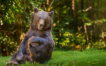 Animals, Trees, Grass, Forest, Bear, Cool HD wallpaper