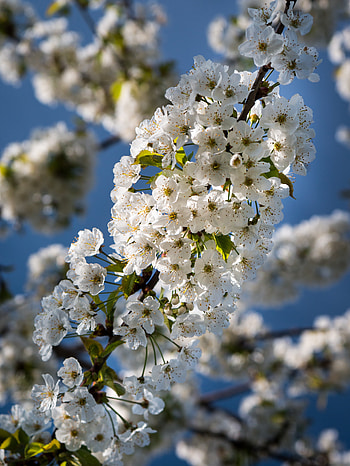 Flowers, Bloom, Flowering, Branch HD phone wallpaper