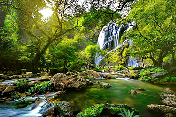 Rainforest, waterfall, greenery, stones, pond, river, creek, brook, spring, summer, branches, trees, forest HD wallpaper