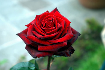 Flowers, Rose Flower, Rose, Petals HD wallpaper