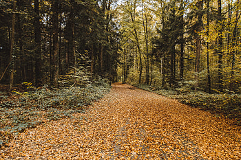 Nature, Trees, Autumn, Park, Foliage, Fallen HD wallpaper