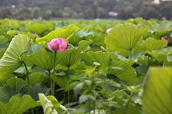 Flowers, Leaves, Greens, Sharpness, Lotuses HD wallpaper