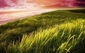 Landscape, Grass, Sea HD wallpaper