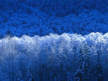 golden winter, winter, blue, white, snow, trees, forest HD wallpaper