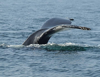 Whales Tail, whale, tail, water, ocean HD wallpaper