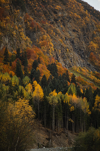Nature, Trees, Autumn, Forest, Slope HD phone wallpaper