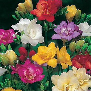 sia, colorful, mix, flower HD wallpaper