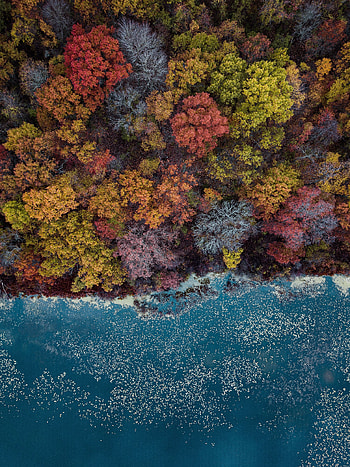 Nature, Trees, Autumn, View From Above, Lake, Autumn Colors, Autumn Paints HD phone wallpaper