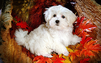 Bolognese Dog, Cute dogs HD wallpaper