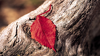 Red Leaf, red, leaf, flowers, macro, graphy HD wallpaper