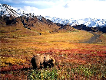 Grizzly, sky, mountains, bear, field HD wallpaper