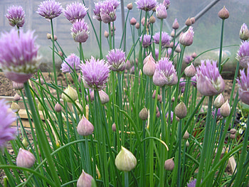 Chives plant, Growing chives, Allium schoenoprasum, Culinary herb HD wallpaper