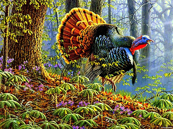 Male Turkey Painting, wild, turkey, painting, male, life HD wallpaper
