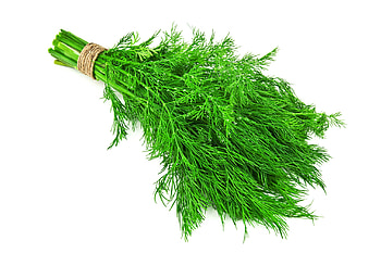 Dwarf fernleaf dill, Compact herb, Patio gardening, Lush green appearance HD wallpaper