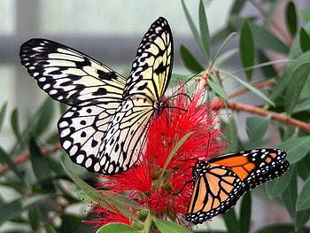 butterflies, beautiful, nature, red flower HD wallpaper
