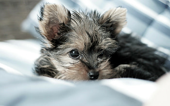 Yorkshire Terrier, Cute puppies, Adult dogs and puppies, Wholesome content HD wallpaper