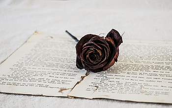 Flowers, Flower, Rose Flower, Rose, Dry, Page, Pages HD wallpaper