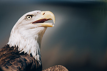 Animals, Beak, Head, Eagle, Bald Eagle, White-Headed Eagle HD wallpaper