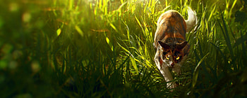 Warriors, pisici, fantasy, art, green, anna podedworna, cat, grass HD wallpaper