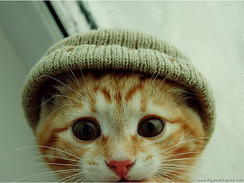 Cat in the Hat, kitten, orange, hat, green HD wallpaper