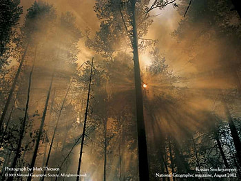 Rays In Trees, rays, in, trees, forests, nature HD wallpaper