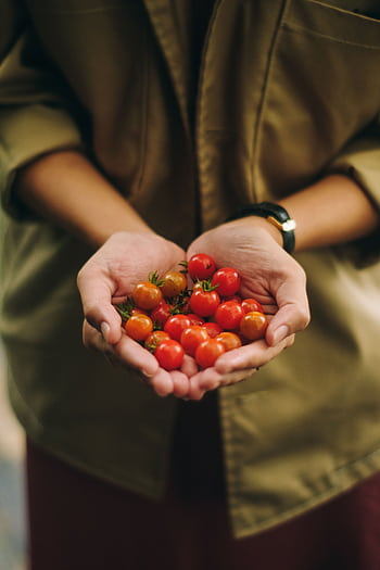 Close-up of person holding freshly harvested ripe cherry tomatoes outdoors. HD phone wallpaper