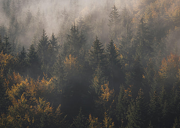 Nature, Trees, Pine, View From Above, Forest, Fog HD wallpaper