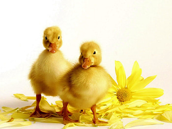 Animals, Flower, Bird, Beak, Ducklings HD wallpaper