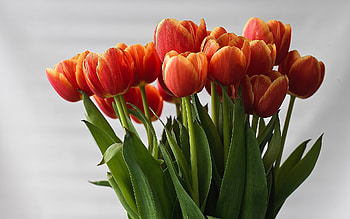 Tulips, nature, flowers, orange HD wallpaper