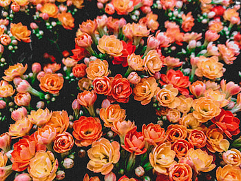 Colorful, flowers, beautiful, spring HD wallpaper