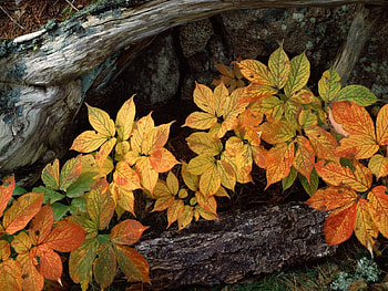 Nature, Trees, Autumn, Leaves, Bark, Foot HD wallpaper