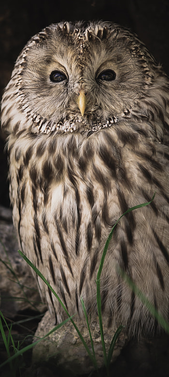 Animal, owl HD phone wallpaper