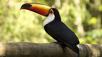toucan , Colorful bird, Nature's masterpiece, quality HD wallpaper