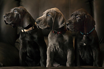 Dogs, dog, sweet, animal, cute, beautiful, puppys, puppy, pretty, animals, lovely HD wallpaper