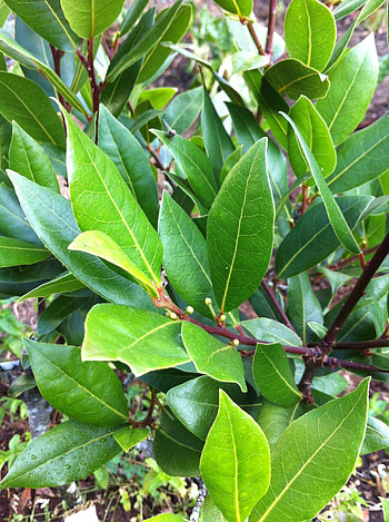 Shrub, Bay Leaves HD phone wallpaper