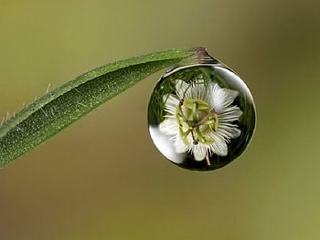 Dew Drops, abstract, other, drops, dew, water, mind teasers HD wallpaper