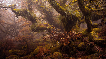 Into the Forest, trees, nature, plants, forest HD wallpaper