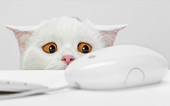 Animals, Light, Cat, Light Coloured, Fright, Observation, Computer Mouse, Pc Mouse HD wallpaper