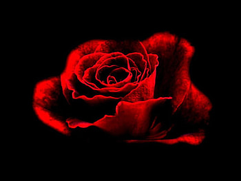 Red rose, rose, abstract, flower HD wallpaper