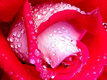charming frost, charmhng, frost, nature, flower HD wallpaper