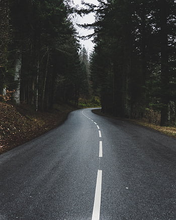 A peaceful winding road curves through a dense forest, ideal for travel escapades and nature drives. HD phone wallpaper
